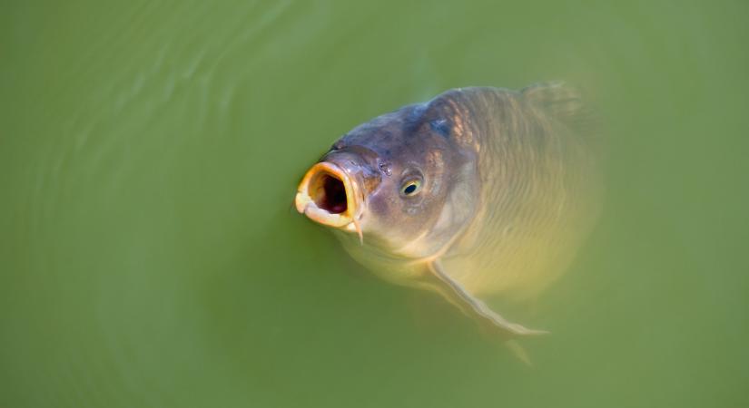Hihetetlen dolog derült ki a pontyokról: ezt senki se gondolta volna
