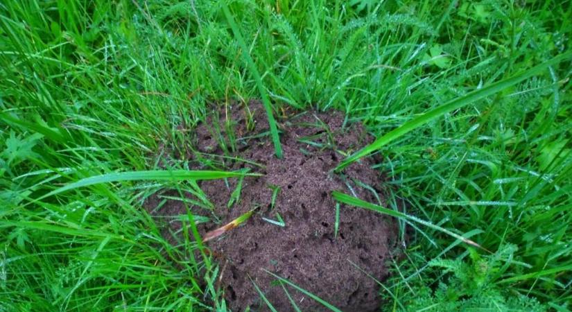 Hangyaboly a kertben? Így szabadulhatsz meg tőle vegyszerek nélkül