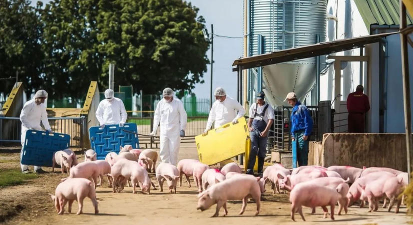 Közel 2000 sertés pusztul el, több százmilliós a kár a Baranya közeli telepen