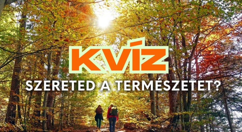 Kvíz: Árva őzgida a fűben. Mit teszel? 10 helyzet, ami bármelyik kiránduláson előfordulhat.