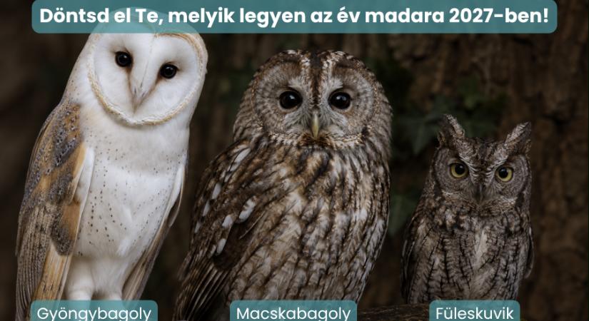 Kiélezett verseny alakult ki a 2027-es év madara címéért, a végső győztes csak rajtad múlik!