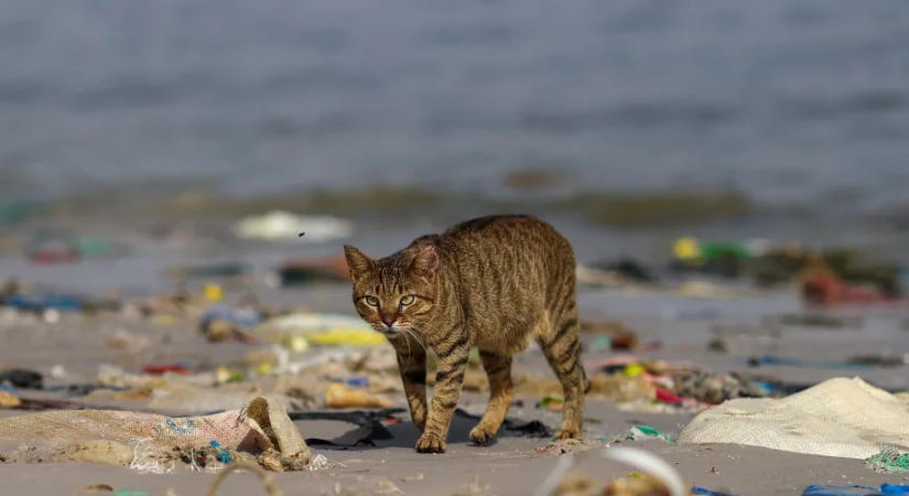 Több mint harminc éhező és rémült macskát mentettek ki egy elhagyott hajóról