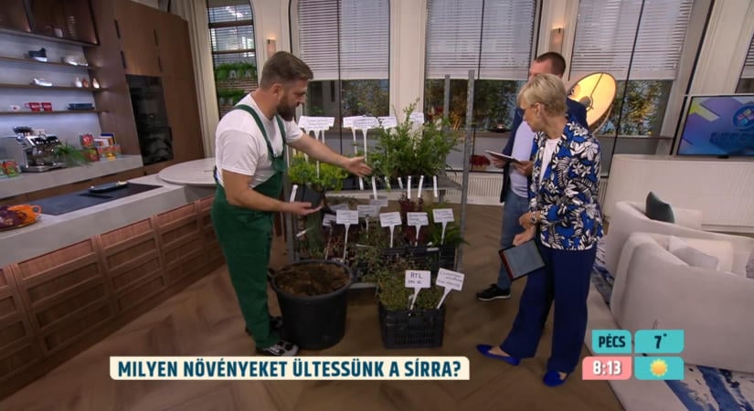 Így marad gondozott a sír egész évben – hasznos tippek Megyeri Szabolcs kertészmérnöktől