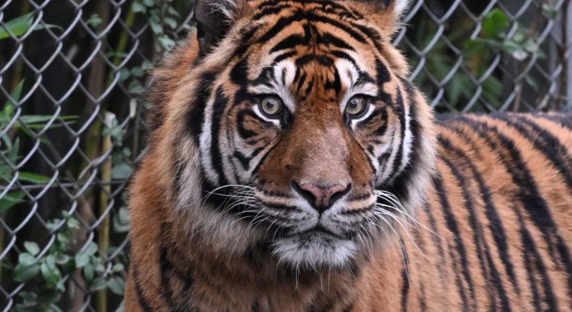 Videón a tigris, aki úgy játszik a dobozzal, mint egy kiscica