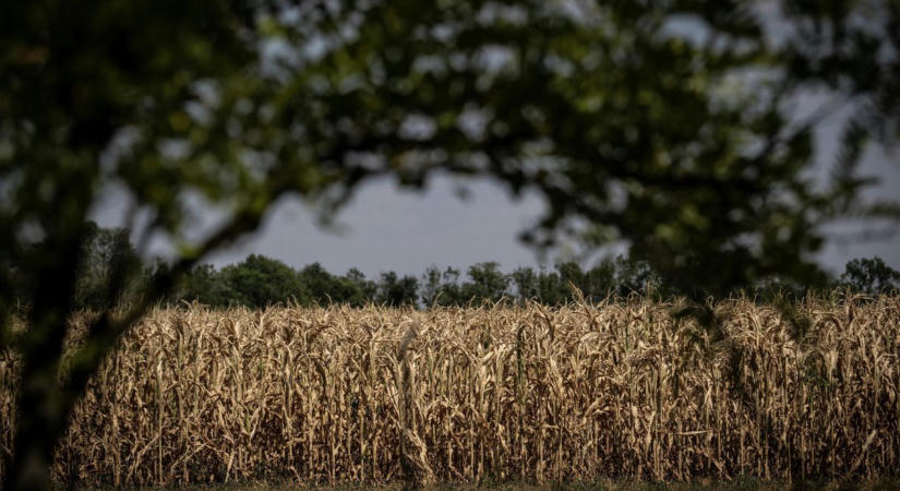Amikor már azt hittük, hogy rosszabb már nem lehet a helyzet a magyar agráriumban, megérkezett 2026