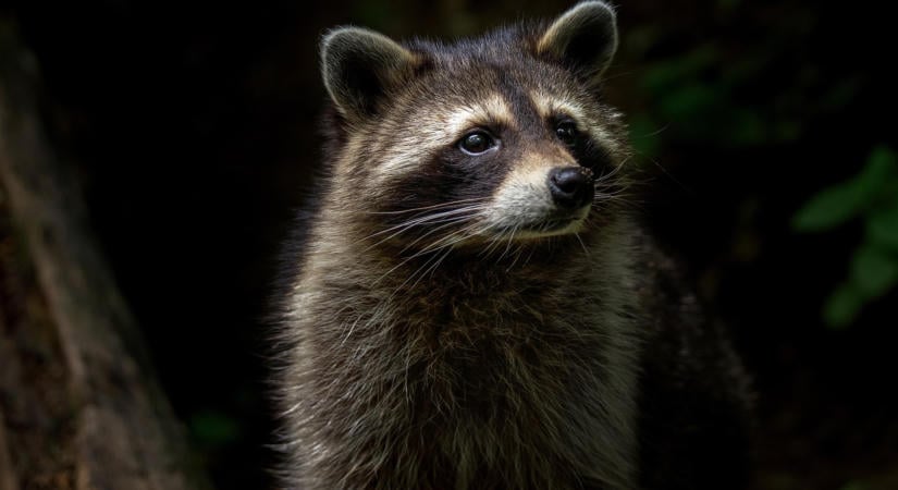 Aggasztó méreteket ölt a mosómedvék elszaporodása Magyarországon