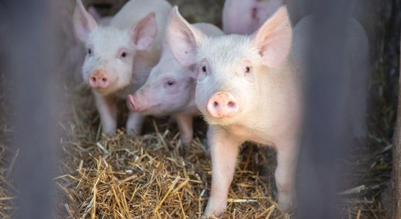 Lassan szabadul a pestis szorításából, de ettől még nem lélegezhet fel a magyar sertéságazat