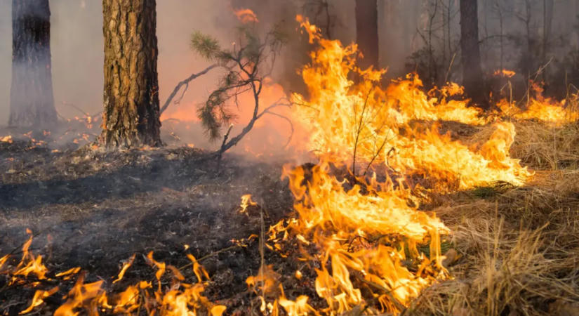 Súlyos erdőtűz pusztít Belgium legnagyobb természetvédelmi területén