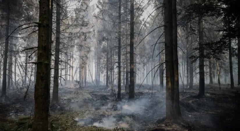 Több száz tűzoltó oltja az erdőtüzet Belgiumban
