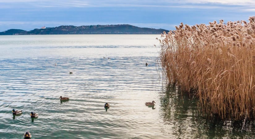 Néhány természetfotó óriási felháborodást keltett a Balatonnál, szakértő tisztázta a helyzetet