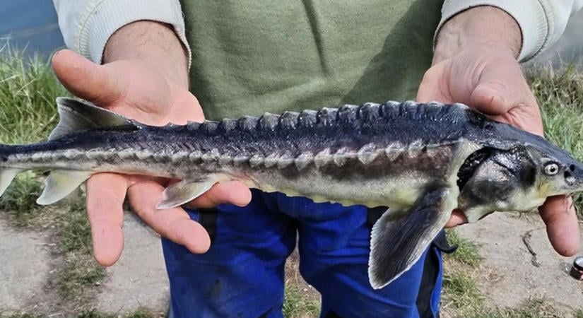 Beazonosíthatatlan teremtmény fickándozott a horgon, szakértőkhöz fordult a szolnoki horgász