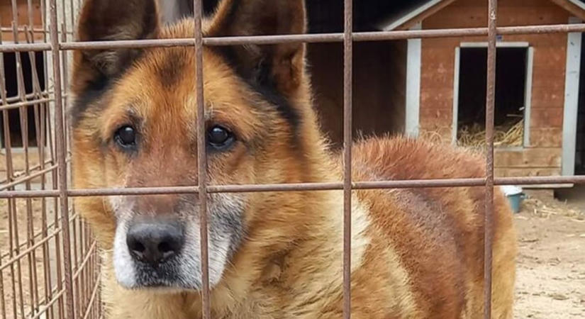Kutyák világnapja: a közös séta az igazi ünnep a szekszárdi menhelyen