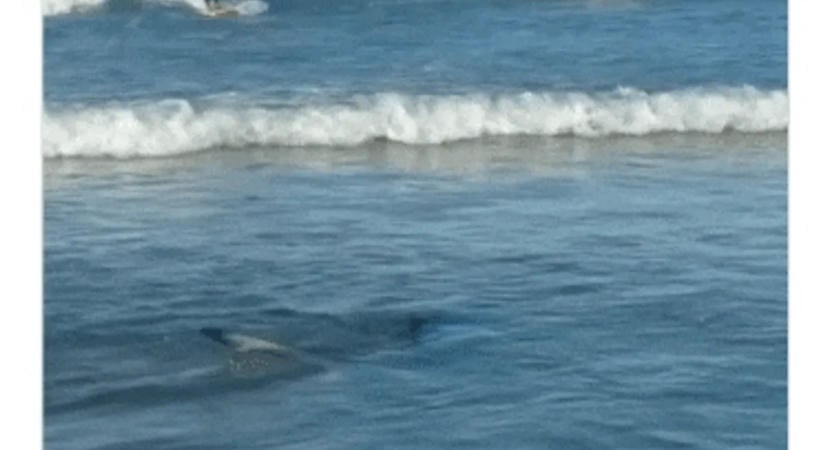 Bokáig érő vízben bukkant fel a cápa a népszerű kaliforniai strandon – videó