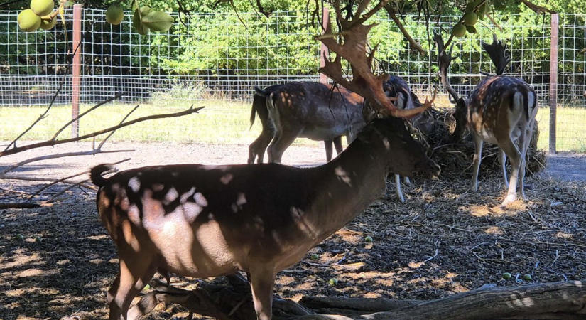 Agancsot tisztítottak a Körösvölgyi Állatpark dámszarvas bikái