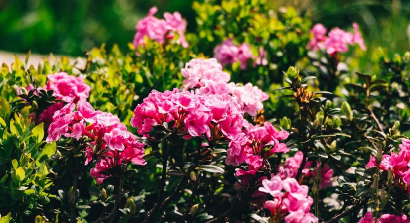 Cserépben is áttelel a rododendron, ha a fagyok előtt alaposan beöntözöd