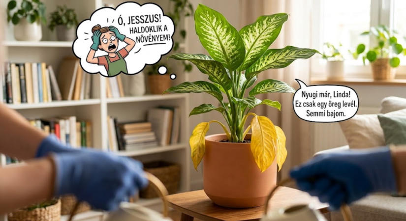 Miért sárgul alulról a buzogányvirág? Nem mindig beteg a növény
