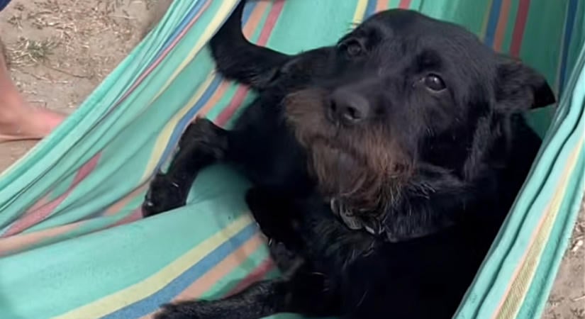 Méreggel ölték meg Rezes Judit és Szabó Győző kutyáját
