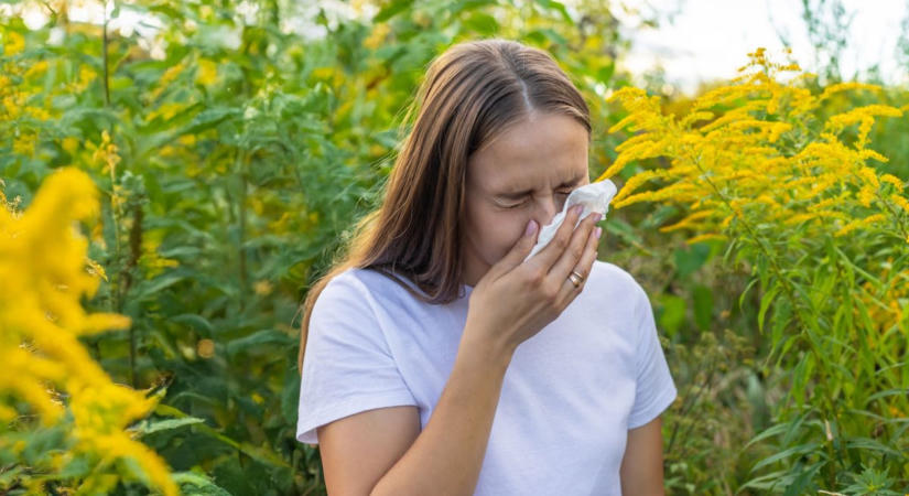 Elindult a parlagfűszezon: ezt tanácsolják az allergiásoknak