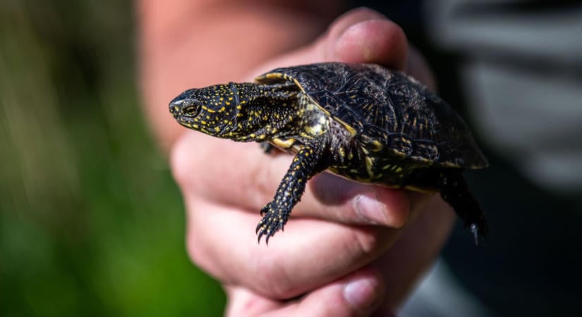 Van jövője a mocsári teknősnek - örömteli hírek érkeztek az invazív teknősök fővárosából