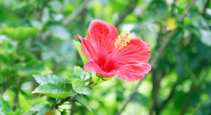 Ezért hullatja a leveleit a szobai hibiszkusz, amikor bekerül a lakásba: ez a 3 dolog segít rajta