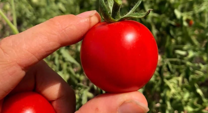 Öntözés nélkül is terem a szicíliai paradicsom, ez a titka