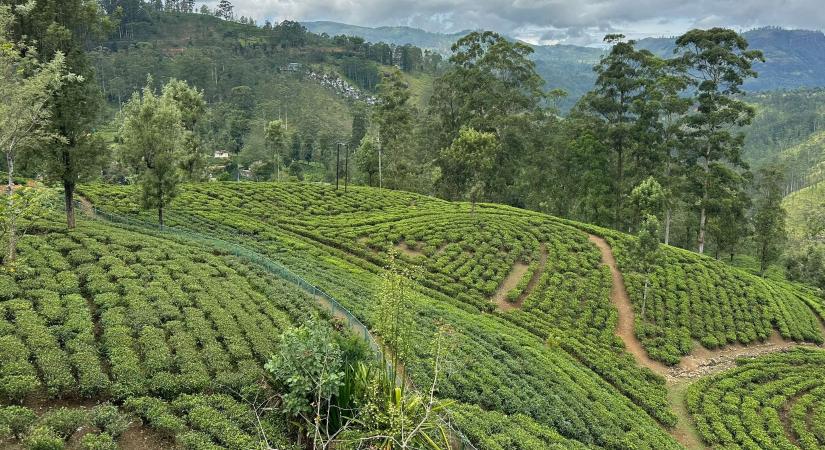 Ködös hegyek közt él tovább Srí Lanka brit öröksége
