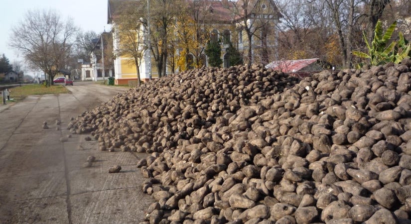 Zuhanórepülésben a cukorrépa, a krumpli és a málna, szárnyal a cirok és a szója – 20 év hazai agrármérlege