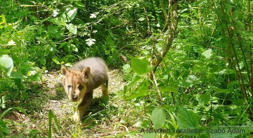 Karnyújtásnyira bóklászó farkaskölyköt videóztak le az Aggteleki Nemzeti Parkban