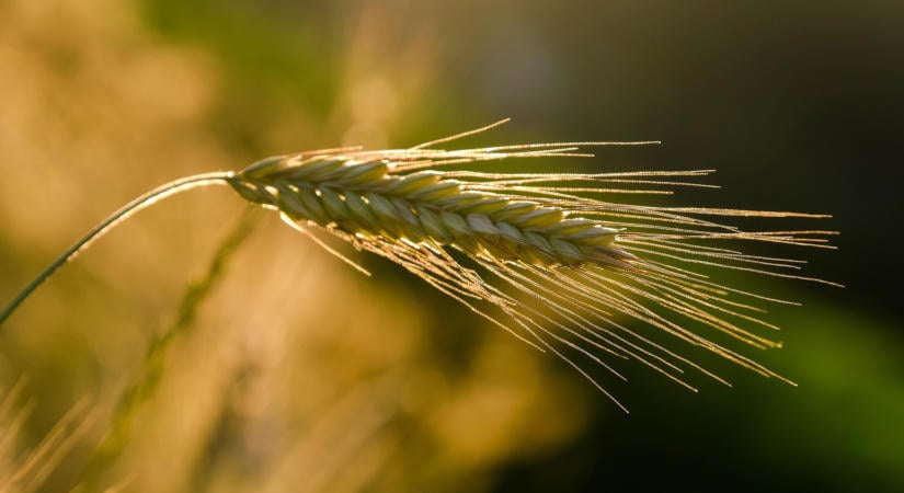 A mezőgazdasági innováció fontosságára hívta fel a figyelmet Lőrincz Viktória