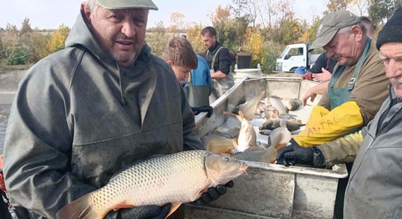 Beindult az őszi haltelepítés, elképesztő mennyiségű ponty érkezett
