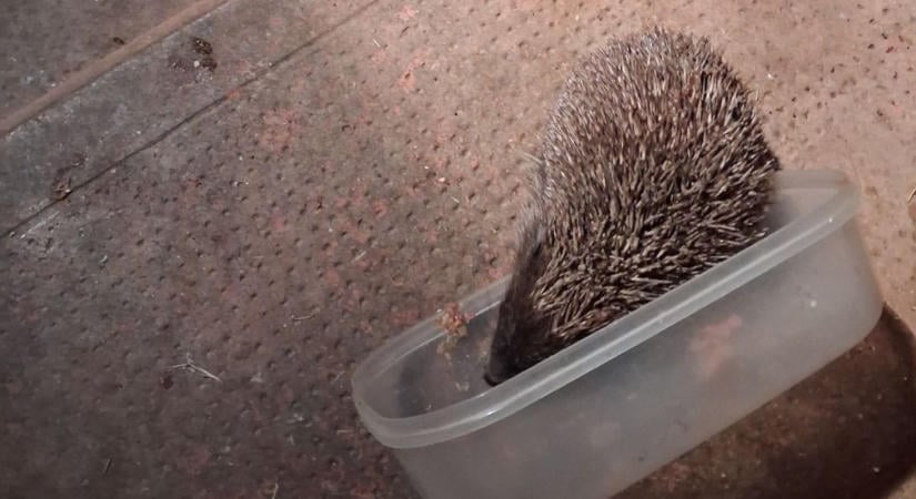 Mit tegyünk, ha pici sünit találunk? – videóval