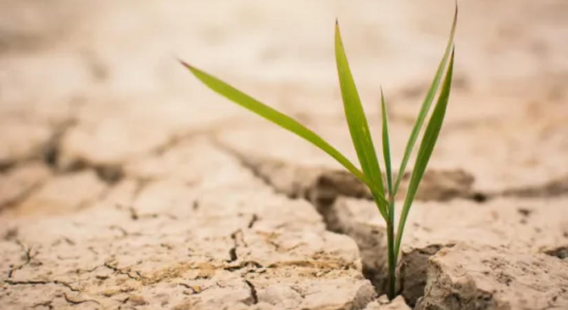 Az agrártárca „nem számít sok jóra”: 770 ezer hektáron jelentettek eddig aszálykárt