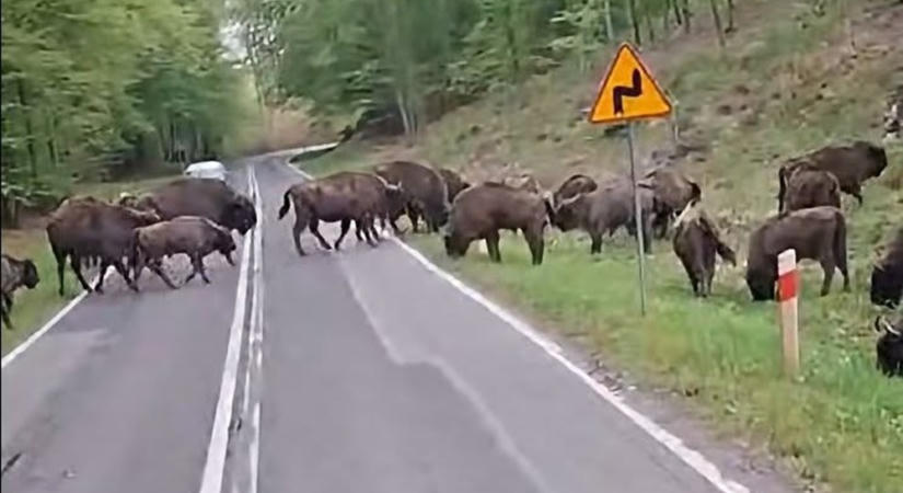 Olyan állatok tartották fel a forgalmat, amelyektől meghűl a vér az autósok ereiben