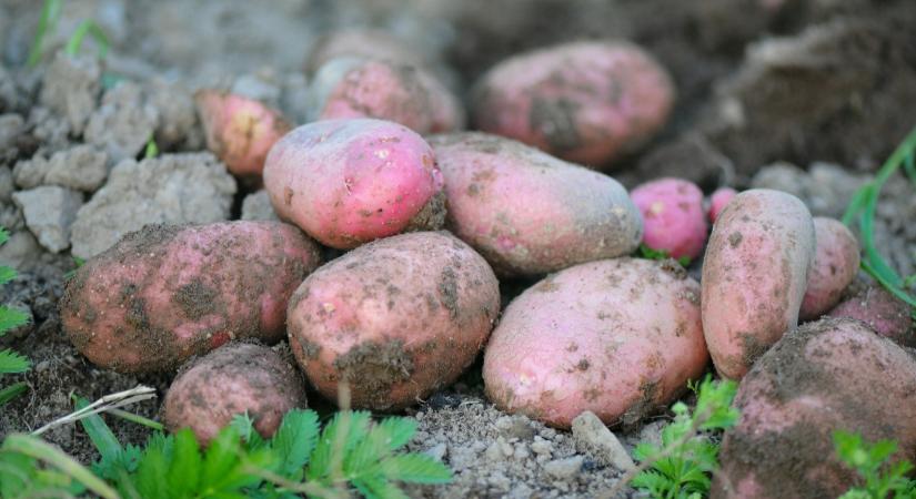 Idén nagyon kevés lesz a krumpli, és az árán is variálnak az áruházláncok