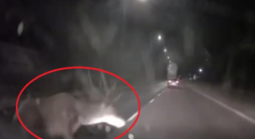 Videón, ahogy a szélvédőbe csapódik a több száz kilós szarvas