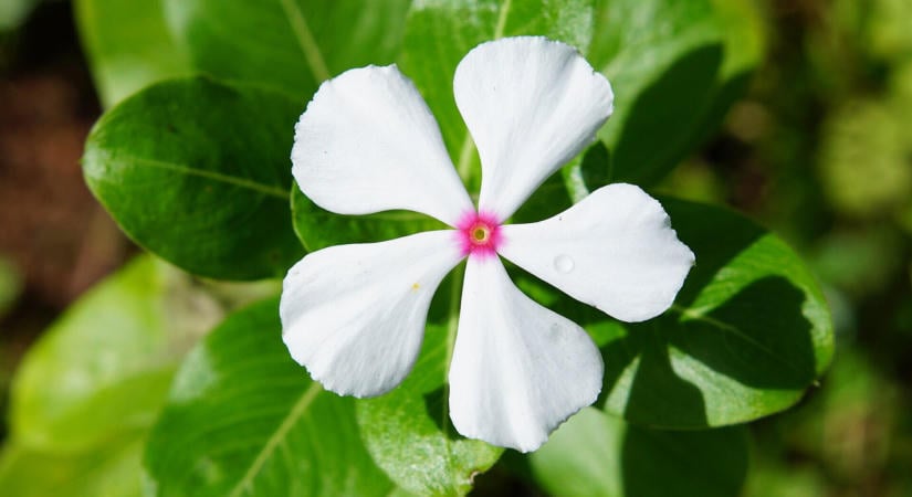 A vinkát a legtöbben kidobják ősszel, pedig egy világos ablakpárkányon áttelelhet
