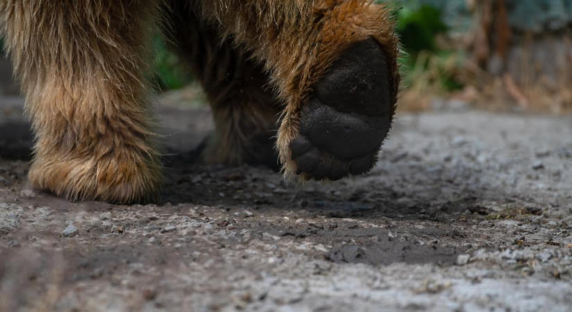Medvét észleltek vasárnap, óvatosságra intik a lakosságot és a gazdálkodókat