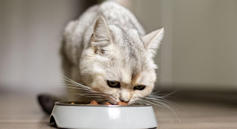 Idegen anyag miatt hívtak vissza egy állateledelt
