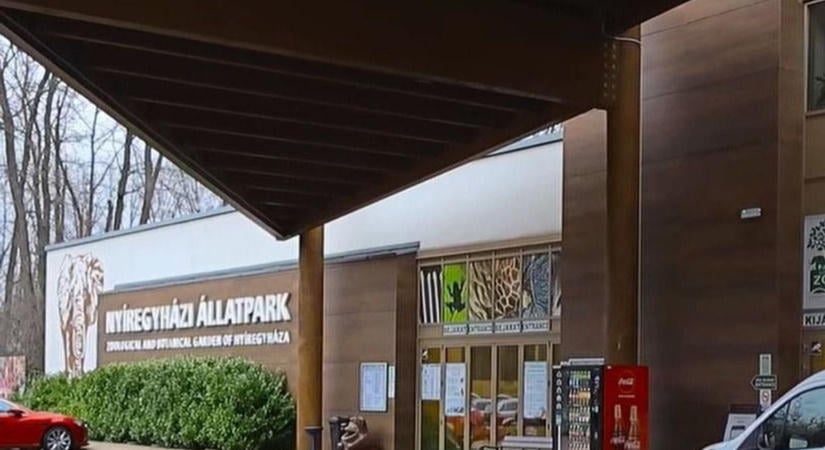 Fájó búcsút kellett venni a Nyíregyházi Állatpark egyik kedvenc csúcsragadozójától