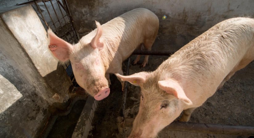 Vascsővel vert agyon két sertést egy fiatal – A kegyetlenségről készült videó óriási felháborodást váltott ki