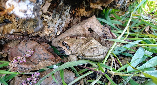 Láz helyett hűtéssel védekeznek a kórokozók ellen az erdei béka ebihalai