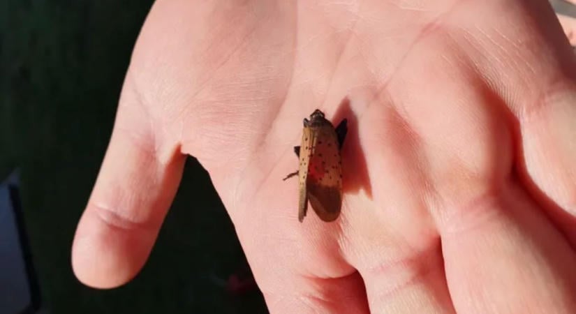 Oda a magyar bor: gyilkos faj jelent meg