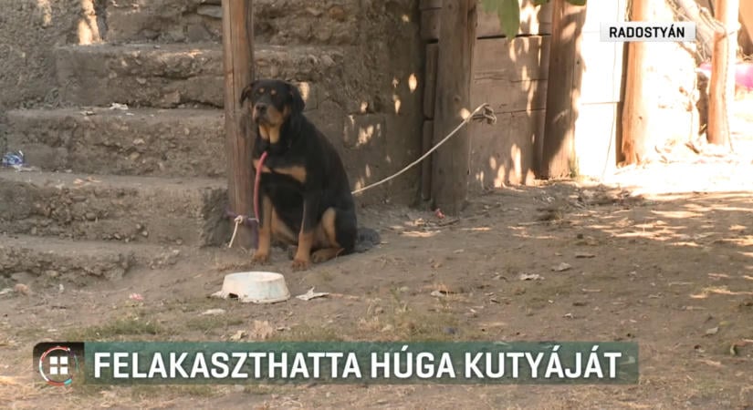 Felakaszthatta húga kutyáját, felfüggesztettet kaphat