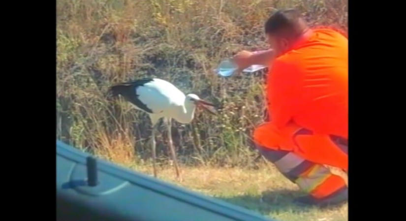 A Magyar Közút munkatársa saját vízadagjából adott egy út mellett szomjazó gólyának – videó