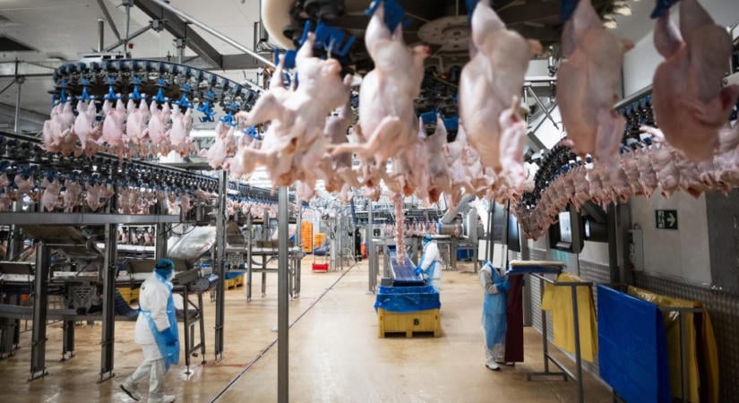Szükség van-e vendégmunkásokra Magyarországon? – az új szabályozás változást hozhat a gödi akkugyártól a kisvárdai csirkebontóig