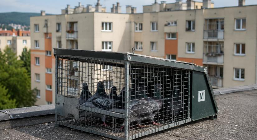 Ismét galambcsapdákat helyeznek ki Dorogon