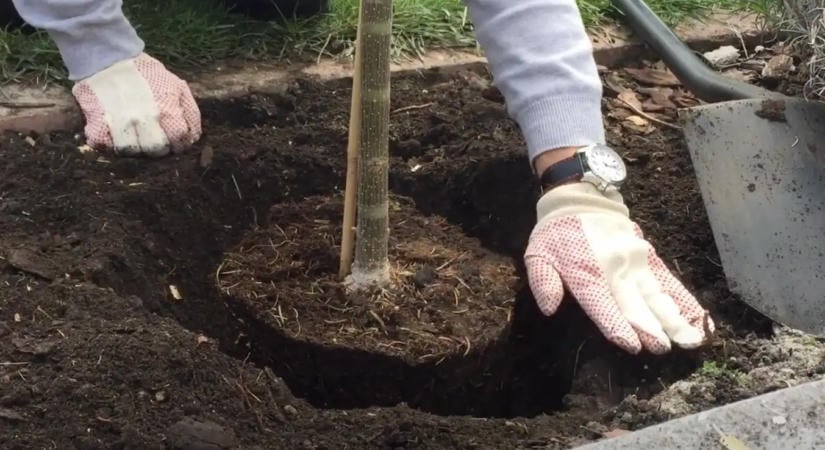 Ezeket a fákat most kell elültetni októberben és pár év alatt beárnyékolhatják a kertet
