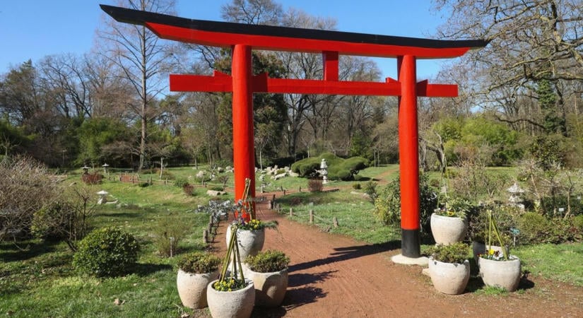 Japán őszi varázslata költözik a szegedi füvészkertbe