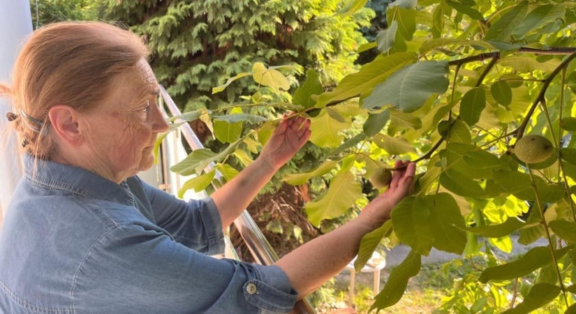 Ezúttal a dióburok-fúrólégy húzta a rövidebbet, jó hírek érkeztek a termésről
