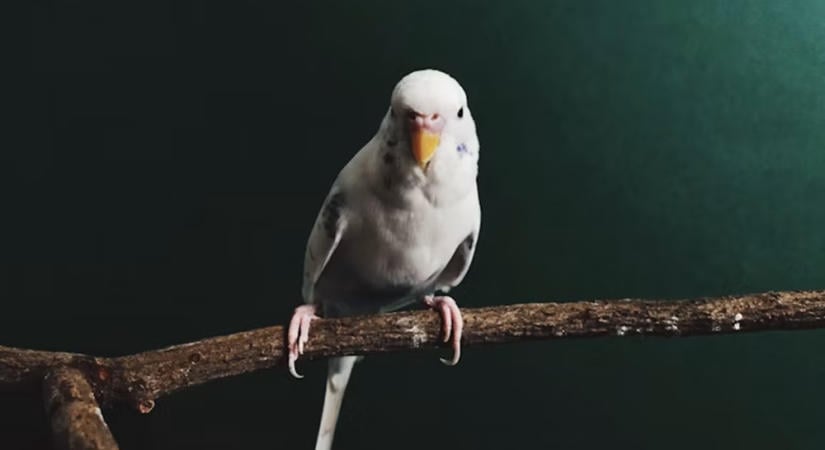 Boldog a papagájod, vagy csak csendben alkalmazkodik? Már tudományos jóléti ellenőrzőeszköz is készült hozzá